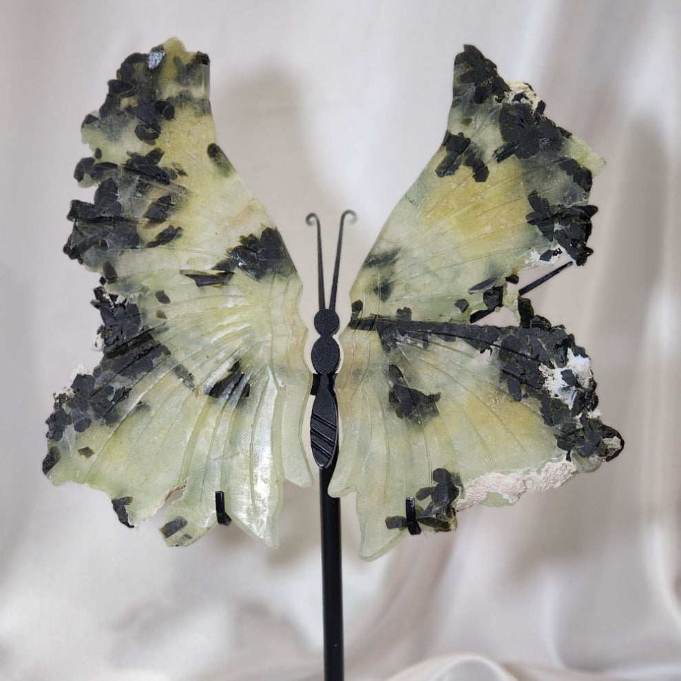 Large Butterfly Wings on Stand